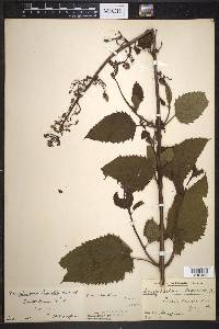 Scrophularia marilandica image