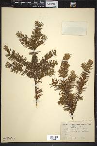 Taxus canadensis image