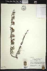 Larix laricina image