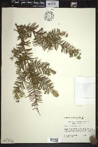 Taxus canadensis image