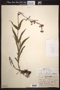 Penstemon hirsutus image