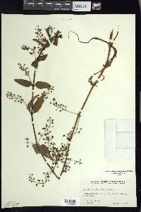 Veronica beccabunga var. americana image