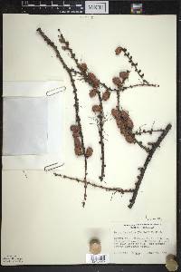 Larix laricina image