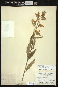 Pedicularis lanceolata image