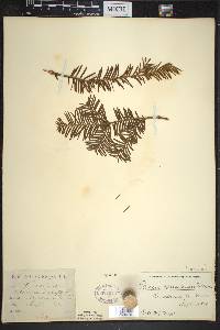 Taxus canadensis image