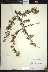 Larix laricina image