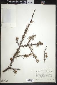 Larix laricina image