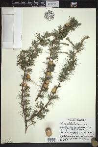 Larix laricina image