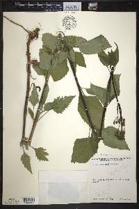 Scrophularia lanceolata image