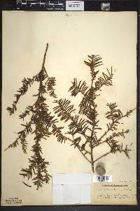 Taxus canadensis image