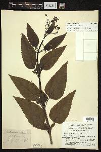 Scrophularia marilandica image