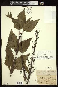 Scrophularia lanceolata image