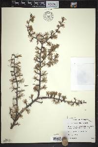 Larix laricina image