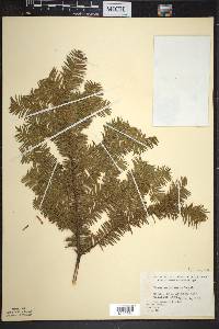 Taxus canadensis image