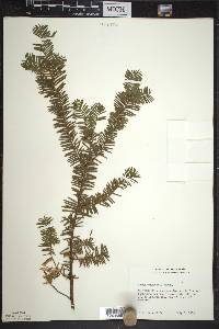 Taxus canadensis image