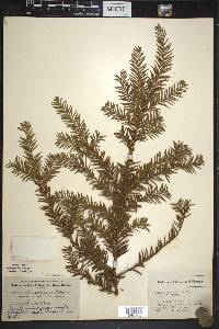 Taxus canadensis image