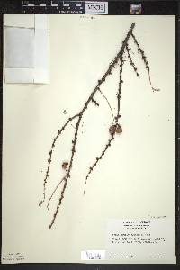 Larix laricina image