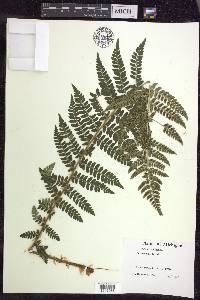 Polystichum braunii image