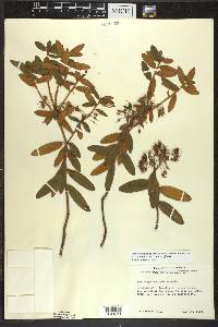 Rhododendron groenlandicum image