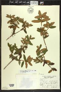 Rhododendron groenlandicum image