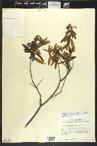 Rhododendron groenlandicum image