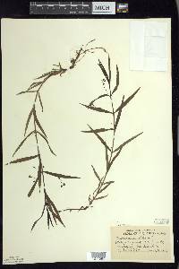 Veronica scutellata image