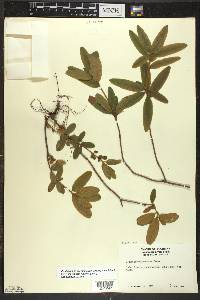 Rhododendron groenlandicum image