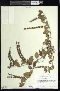 Veronica officinalis image