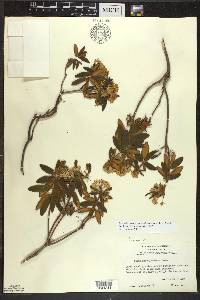 Rhododendron groenlandicum image