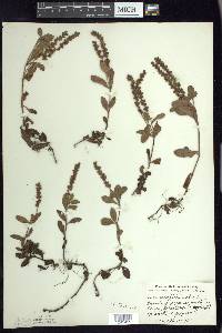 Veronica officinalis image