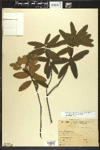 Rhododendron groenlandicum image