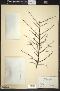 Picea mariana image