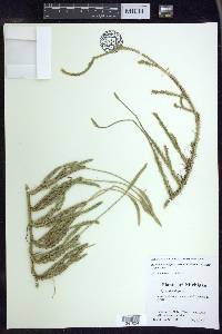 Lycopodium lagopus image