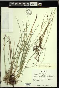 Carex scirpoidea image