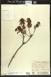 Rhododendron groenlandicum image