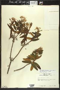 Rhododendron groenlandicum image