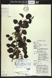 Pyrus cordata image