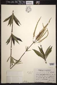 Veronicastrum virginicum image