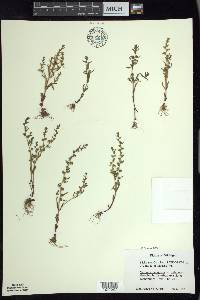 Veronica peregrina subsp. xalapensis image