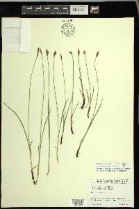 Carex scirpoidea subsp. scirpoidea image