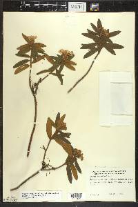 Rhododendron groenlandicum image