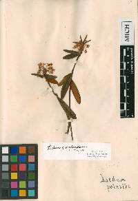 Rhododendron groenlandicum image