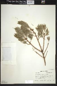 Picea glauca image