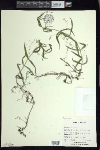 Veronica scutellata image