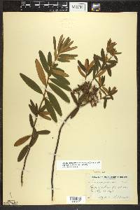 Rhododendron groenlandicum image