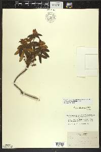 Rhododendron groenlandicum image