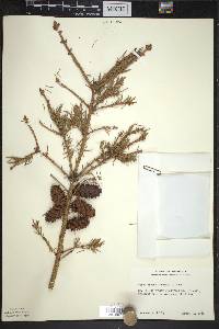 Picea glauca image