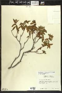 Rhododendron groenlandicum image