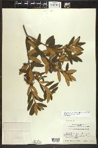 Rhododendron groenlandicum image