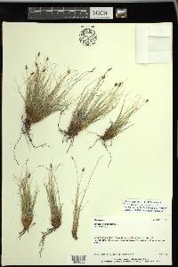 Carex hepburnii image